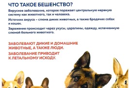 Внимание - бешенство
