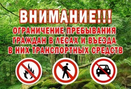 Запрет на посещение лесов в Богородском округе продлен до 1 октября